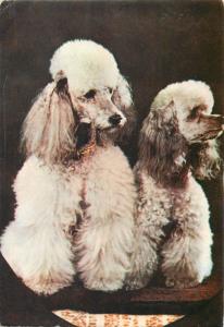 Caniche dogs postcard Romania