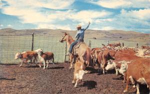 Texas~Roping~Cowboy on Horseback Roping Calf~PM 1962 West Columbia