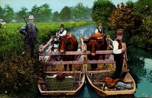 Spreewaldbilder Viehtransport Boats Carryinc Cows On Canal