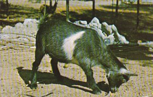 Pigmy Goat Gobblers Knob Zoo Farm Bloomingdale Indiana