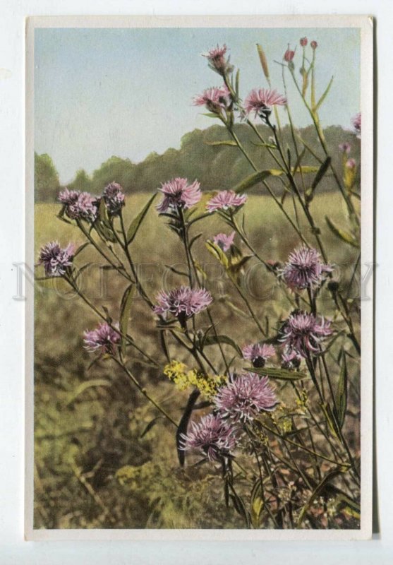 427923 Flower Centaurea Jacea Vintage Sammelwerk Tobacco Card w/ ADVERTISING