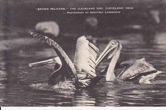 Ohio Cleveland The Cleveland Zoo Brown Pelicans-Artvue