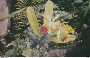 Edgard VanBelle Orchid , Naples , Florida , 1950-60s