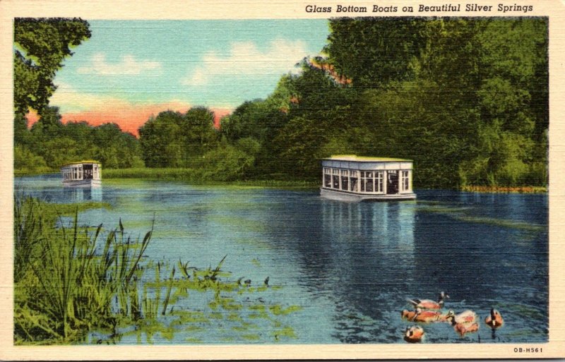 Florida Silver Springs Glass Bottom Boats Curteich