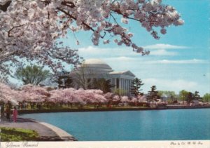 Washington D C Jefferson Memorial With Cherry Blossoms