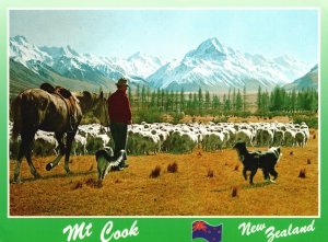 Postcard Mt. Cook New Zealnd Farmer Mustering His Sheep Mountain