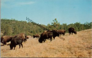 Buffalo in National Park Hot Springs National Park Postcard PC346