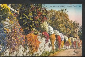 France Postcard - La Cote D'Azur - Chemin Fleuri    DD304