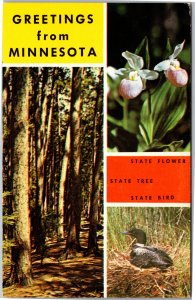 Postcard MN Greetings from Minnesota State Flower Tree Bird