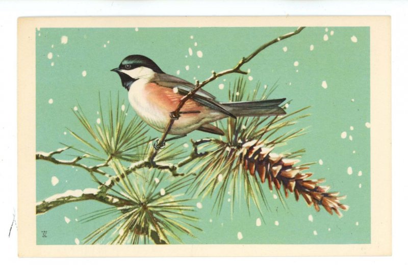 Birds - Chickadee 