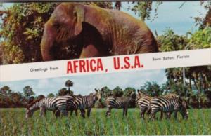 Alabama Boca Raton Greetings From Africa U S A With Elephant & Zebras