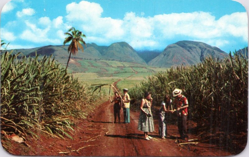 Postcard Hawaii Sugar Fields, West Maui Mountains