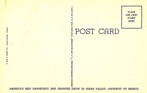 TX - Lower Rio Grande Valley. Stately Palms