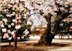 Cherry Blossoms in Full Bloom at Heian Shrine Kyoto Japan Postcard PC72