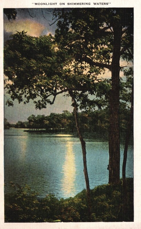 Vintage Postcard Moonlight Forest Trees Shimmering Waters E. C. Kropp Co. Pub.