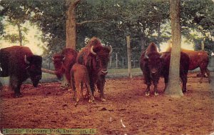 Buffalo, Fejervary Park Davenport, Iowa