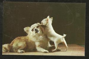 Chihauhua Post Card PPC1484