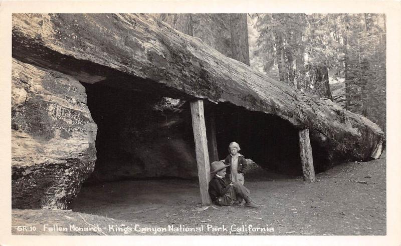 E33/ Kings Canyon National Park California Ca Postcard RPPC c50s Fallen Monarch