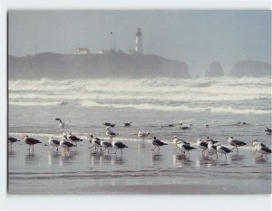 Postcard Column of Seagulls on the North Side of Yaquina Head Lighthouse Oregon