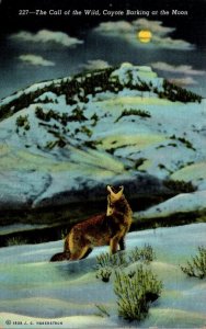 The Call Of The Wild Coyote Barking At The Moon 1950