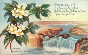 C-1910 Twin Falls Idaho State Flower Syringa Postcard Williamson Haffner 8249