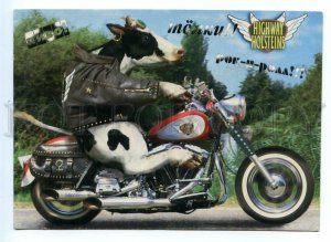 495748 advertising cow on motorcycle Highway Holstein Polish edition Russian Old