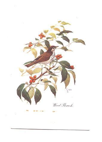 Betty Carnes  Botanical Illustration Bird, Wood Thrush, Used 1958