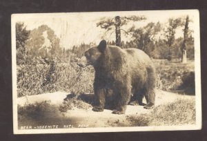 RPPC YOSEMITE NATIONAL PARK LARGE BROWN BEAR CALIFORNIA REAL PHOTO POSTCARD