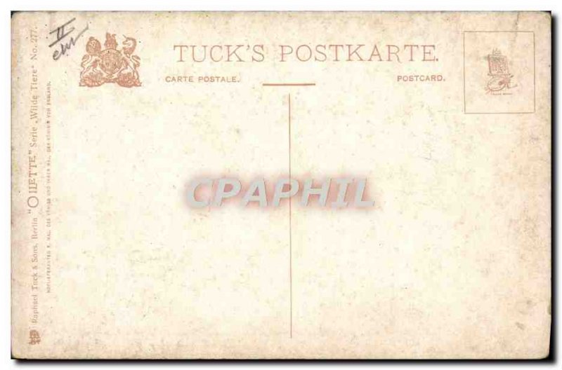 Old Postcard Polar Bears Eisbaren