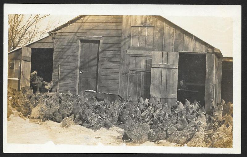 Chickens Feeding in Winter at Barn RPPC Unused c1910s