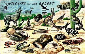Wildlife Of Desert Wild Life SW Road Runner Prairie Dog Postcard 3c Stamp WOB 