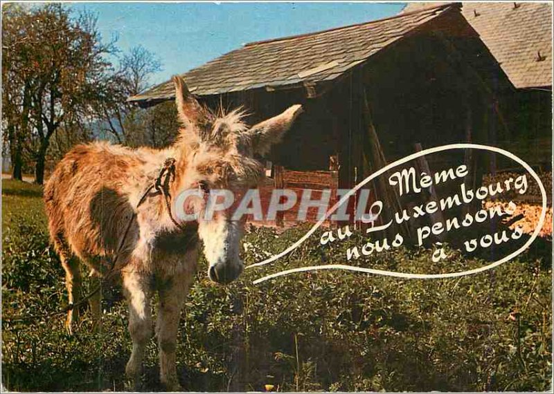 Modern Postcard Donkey Mule