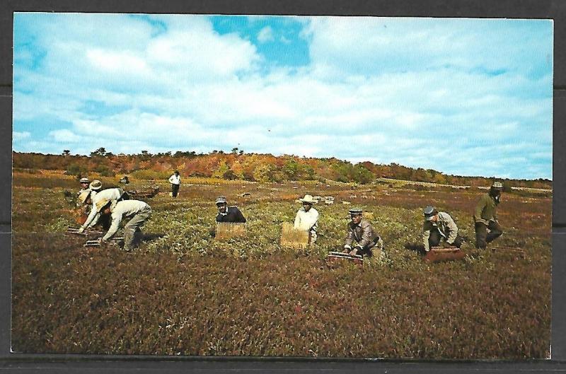 Massachusetts, Cape Cod - Harvesting Cranberries - [MA-345]