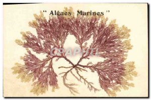 Old Postcard Fantasy Flowers dried Seaweed