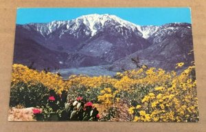 UNUSED POSTCARD - WILDFLOWERS AND SNOW, MT SAN JACINTO, CALIFORNIA