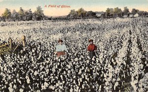 Field of Cotton Farming Writing on back 