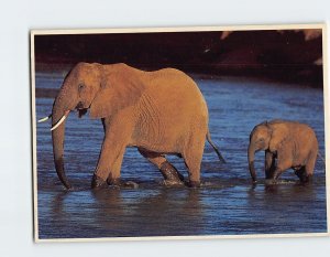 Postcard African Elephant and her Calf