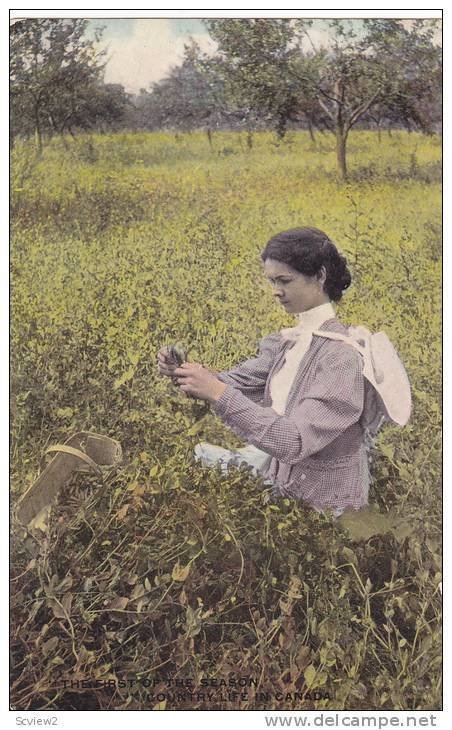 The First of the Season, Girl in a field, Country Life in Canada,  00-10s