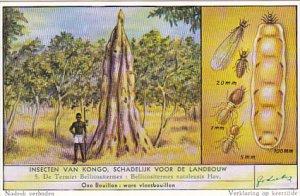 Liebig S1668 Congo Insects Harmful To Agriculture No 5 Termite