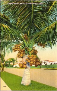 Tree Loaded Cocoanuts FL FLorida Coconut Tree Linen Postcard VTG UNP Unused 