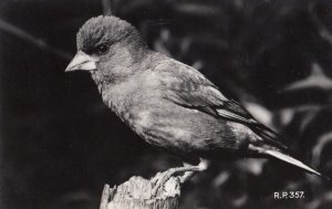 Greenfinch Valentines Real Photo Old Bird Postcard