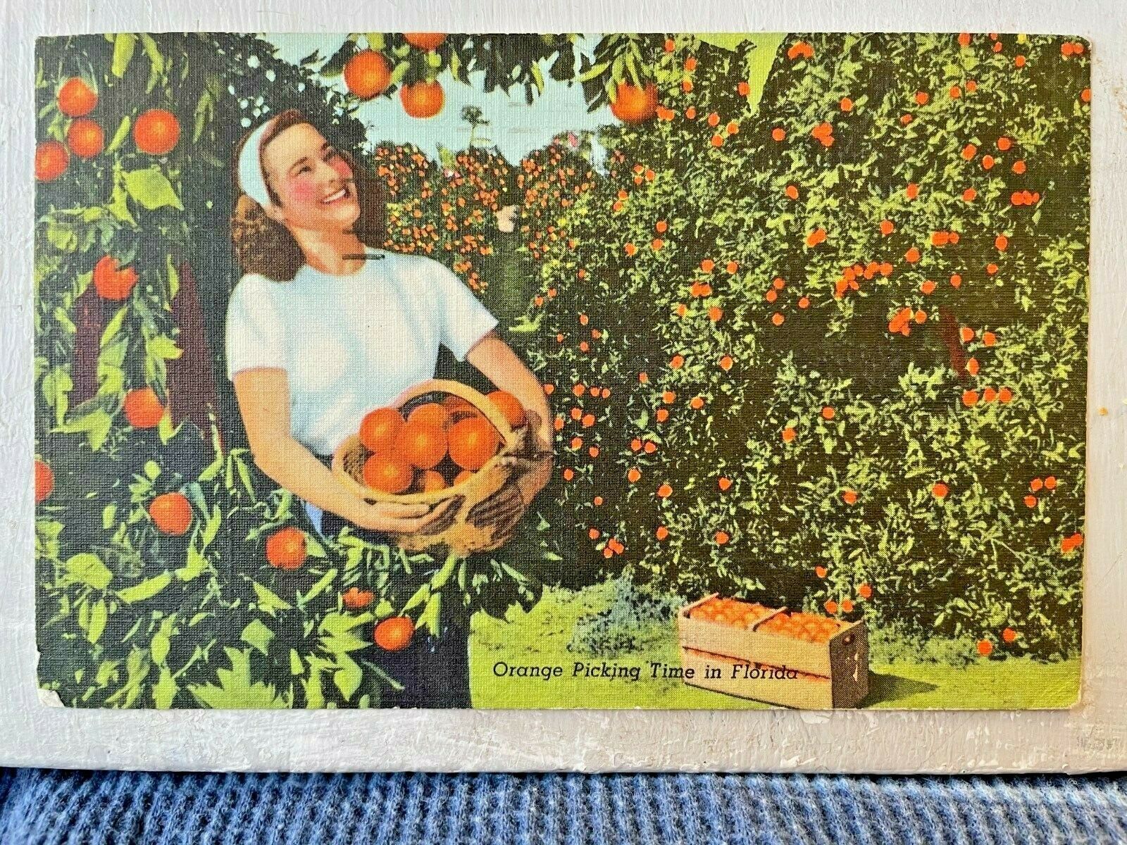 Vintage Postcard 1949.Orange Picking Time in Florida Miami Florida
