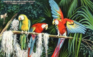 Postcard Beautiful Three Macaws Parrot Jungle Birds on Tree Branch Miami Florida