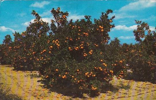 Beautiful Orange Groves In Central Florida Miami Florida