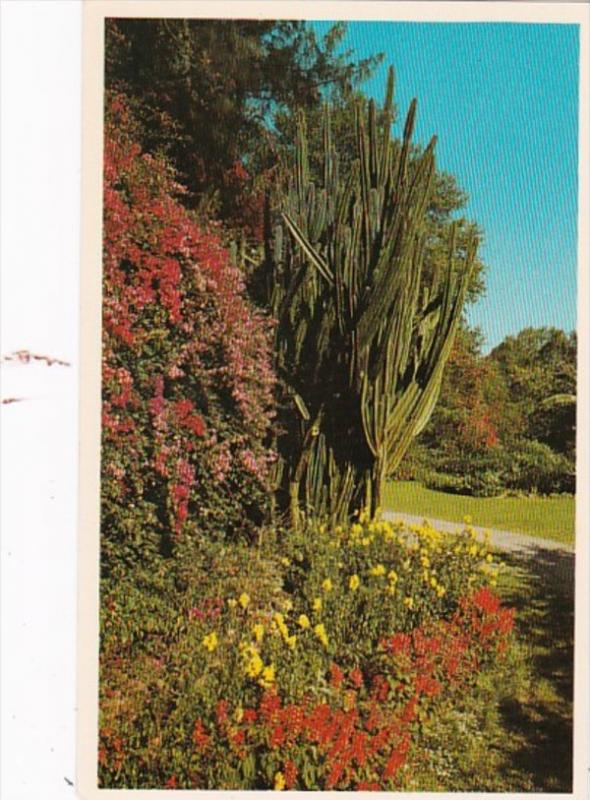 Florida St Petersburg Bougainvillaea & Flowering Pipe Organ Cactus At Sun...