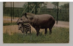 South American Tapir & Young