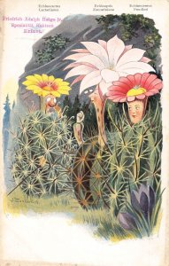 L338 Cactus Humanized flowers fantasy comic Wunderlich vintage postcard