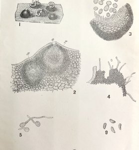 Black Rot Fungus Of Grapes Mycology Victorian 1887 Art Print Agriculture DWT9B