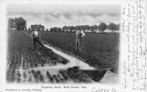 Irrigating Grain Farming Weld County Greeley Colorado 1906 postcard