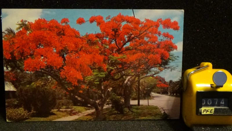 Royal Poinciana Trees Florida Posted Early 70's during gas shortage